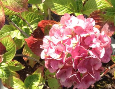 hortensia