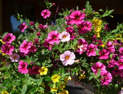 pétunias