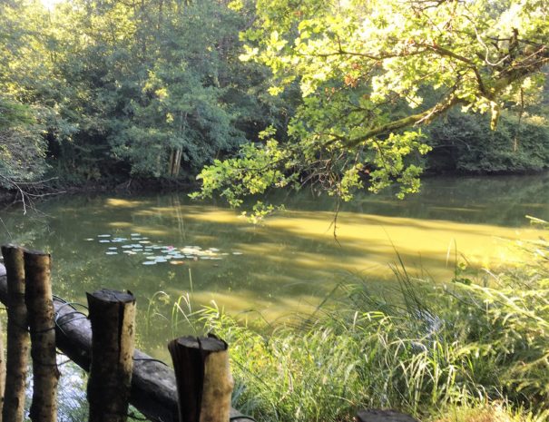 ETANG BARRIERE NENUPHARS