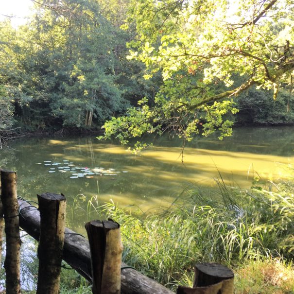 ETANG BARRIERE NENUPHARS