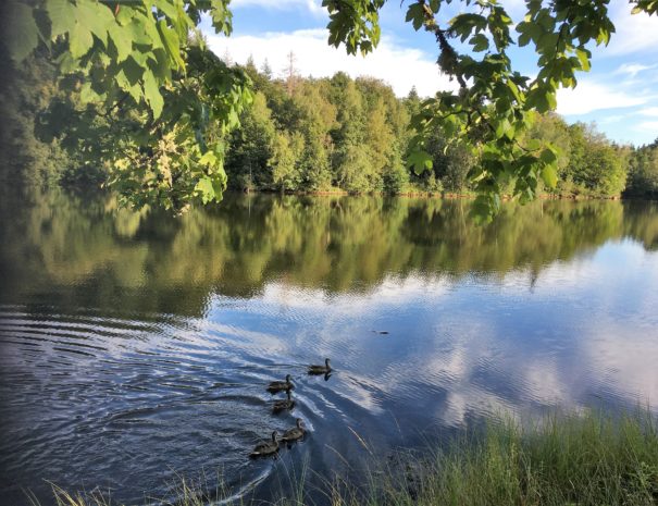 ETANG CANARDS (2)